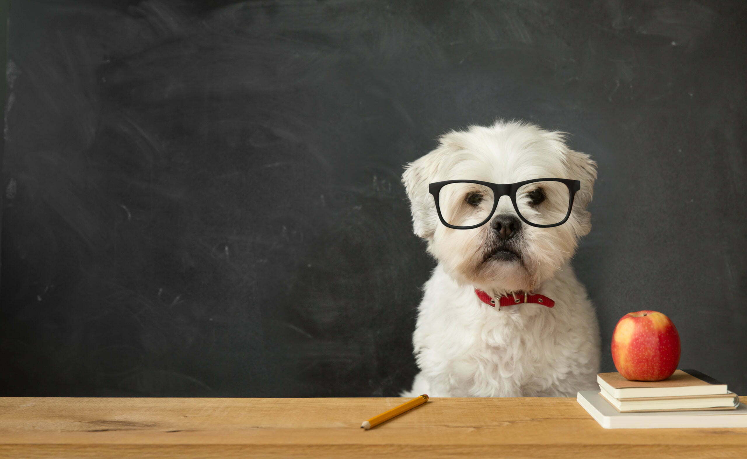 a dog wearing glasses